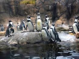 Animals Zoos In New York Aquarium Of Niagara More