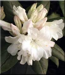 Rhododendron Dora Amateis Rhododendron Botanical Illustration Dora