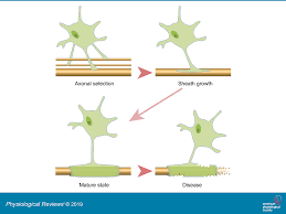 Draw a neat labelled diagram of sagittal section of the human brain. Myelin In The Central Nervous System Structure Function And Pathology Physiological Reviews
