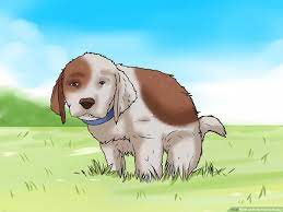 We did not find results for: How To Potty Train A Puppy 15 Steps With Pictures Wikihow Pet