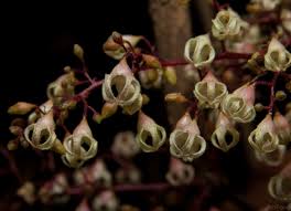 Image result for Sterculia