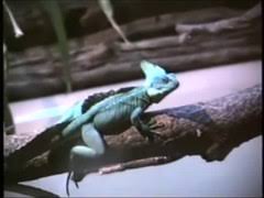 Green basilisk lizards are omnivorous. Plumed Basilisk Wikipedia