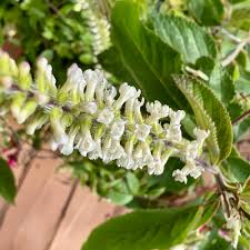 Image result for Aloysia