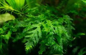 Image result for Bolbitis