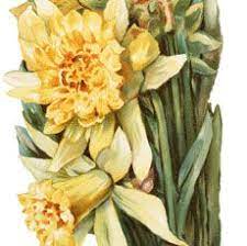 Beautiful Vintage Daffodils Image The Graphics Fairy Daffodil Images Graphics Fairy Daffodils