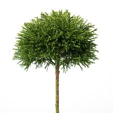 Synonyme für sicheltanne ▶ 4 gefundene synonyme 2 verschiedene bedeutungen für sicheltanne ähnliches & anderes wort für sicheltanne. Japanische Sicheltanne Little Diamond Cryptomeria Japonica Little Diamond Gunstig Online Kaufen