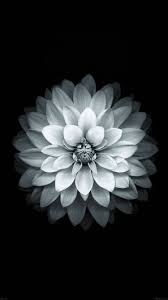 Black And White Iphone 7 Wallpaper Iphone7papers Com Apple Iphone7 Iphone7plus Wallpaper Ad41 Apple White Lotus Iphone6 Plus Ios8 Fl Flower Iphone Wallpaper Red Flower Wallpaper Flower Wallpaper