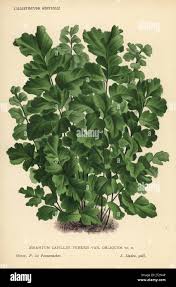 Image result for Adiantum capillus-veneris
