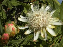 Image result for Protea angolensis