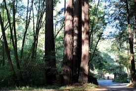 You can find more information about this pass at: Samuel P Taylor State Park Camping Marin Convention Visitors Bureau