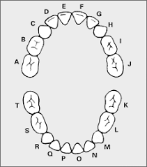 primary tooth dentition flashcards by proprofs