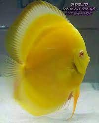 Discus Discus Fish Tropical Freshwater Fish Discus Aquarium