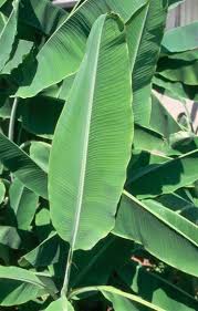 Image result for Musa ornata