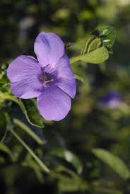 Image result for Aeollanthus repens