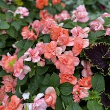 Image result for Impatiens oreocallis