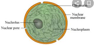 Maybe you would like to learn more about one of these? Briefly Explain Structure And Function Of Nucleus Plzz Answer My Question Its Very Urgent Brainly In