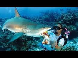 Awesome Scuba Dives At Coki Beach St Thomas Us Virgin Islands For Padi Certification Youtube