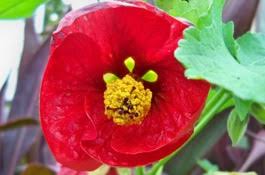 Image result for Abutilon englerianum