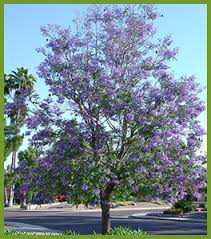 Dark green throughout the year, its brilliant orange bloom blazes into prominence in spring and early summer. Our 10 Favorite Flowering Trees For Summer Desert Landscaping Backyard Desert Landscaping Backyard Arizona