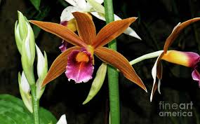 Image result for Phaius