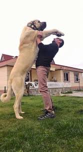 Extreme Dogs S Photo Kangal Jpg 528 960 Kangal Dog Big Dog Breeds Dog Breeds