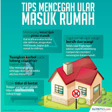 Bila ular sudah telanjur masuk ke dalam rumah, igor mengingatkan untuk tetap tenang saat tengah menangani kondisi ular itu. Infografik Tips Mencegah Ular Masuk Rumah