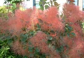 Cotinus (/koʊˈtaɪnəs/), the smoketree or smoke bush, is a genus of two species of flowering plants in the family anacardiaceae, closely related to the sumacs (rhus). Cotinus Red Spirit Plantipp