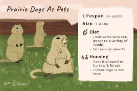 How to keep prairie dogs out of garden. Keeping And Caring For Pet Prairie Dogs