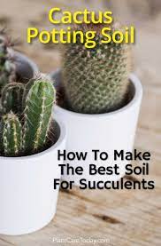 In this video we'll take a look at the soil mix i use for my cactus & succulent plants. Homemade Cactus Soil Mix How To Make A Quality Potting Soil For Cacti Best Soil For Succulents Potting Soil For Succulents Succulent Soil
