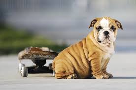 The deck is very high quality with the fiberglass reinforcement helping to reduce weight. Skating Dog Archives Baggy Bulldogs