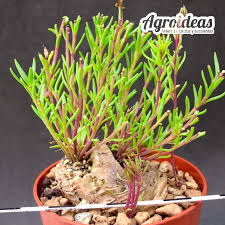 Image result for Aeollanthus subacaulis