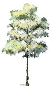 水彩风格的手绘树5 architectural trees tree photoshop watercolor architecture