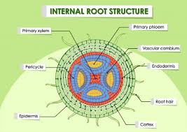 Check spelling or type a new query. Diagram Showing Internal Root Structure Free Vector Nohat Free For Designer