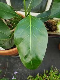 Image result for Ficus lutea