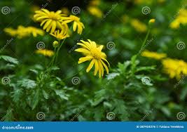 Image result for Euryops chrysanthemoides