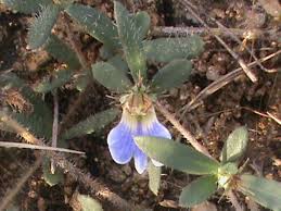 Image result for Blepharis integrifolia