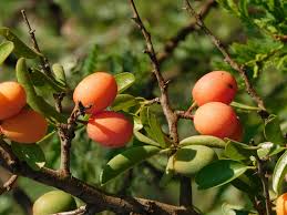 Image result for Ximenia afra