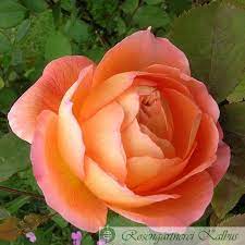 We did not find results for: Lady Emma Hamilton Englische Rose