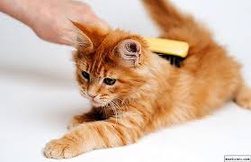Makanan yang tepat sangat penting untuk menunjang kesehatan kucing anda. Makanan Terbaik Untuk Maine Coons Yang Mana Satu Untuk Dipilih Semakan