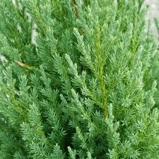 Image result for spiral cut juniper trees