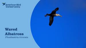 Waved Albatross - American Bird Conservancy