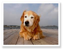 Aktuelle preise für produkte vergleichen! Professional Dog Photographer Jann Tenenbaum Guest Post Digilabs Pro Photography Blog