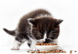 Check spelling or type a new query. The Right Food For Your Kitten Zooplus Magazine