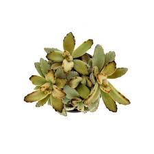 It will stay small and tidy in a pot and only needs water when the soil is completely dry. Buy Kalanchoe Tomentosa Chocolate Soldier Succulent Online At Plantsguru Com