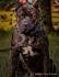 CANE CORSO PUPPIES FOR SALE IN ENGLAND AND CANECORSO ...