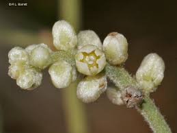 Image result for Cassytha filiformis