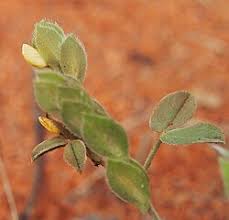 Image result for Zornia punctatissima