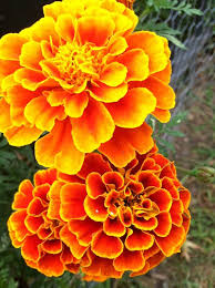 Flower Seed Heirloom Marigold Queen Sophia Red Bronze 2 X3 Packets Full Flowers Spring Summer Garden Flower Seeds Marigold Flower Flowers