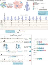 If a file is saved in a user box, print it from the user box. A Compendium Of Mutational Cancer Driver Genes Nature Reviews Cancer