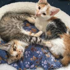 Mia Links Und Jacy Rechts Machen Sehr Gute Fortschritte Zwar Bekommen Sie Sicherheitshalber Noch Weiterhin Ihr Antibiotikum Aber Sie Cats Kittens Dog Cat